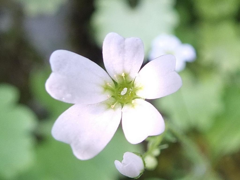 Saxifraga berica / Sassifraga dei Colli Berici